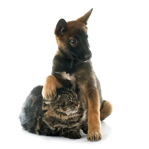 Filhote de cachorro malinois e maine coon — Fotografia de Stock