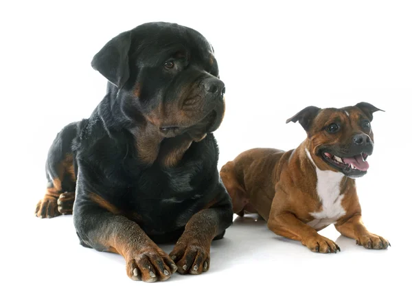 Staffordshire bull terrier and rottweiler — Stock Photo, Image