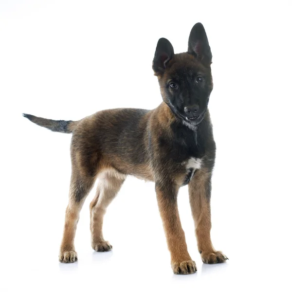 Welpe malinois — Stockfoto