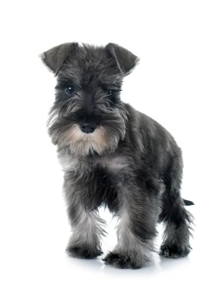 Puppy Miniature Schnauzer — Stock Photo, Image