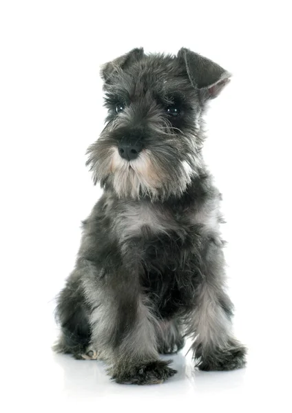 Filhote de cachorro schnauzer miniatura — Fotografia de Stock