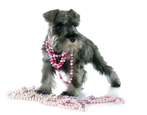 Cucciolo schnauzer in miniatura — Foto Stock