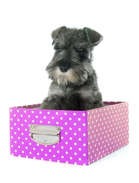 Schnauzer miniature chiot — Photo