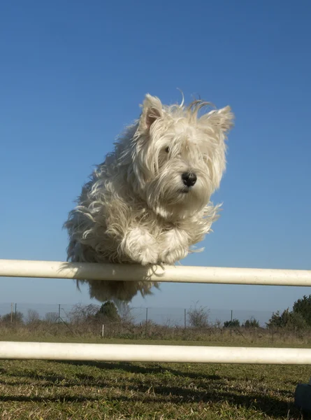 Westie atlama — Stok fotoğraf