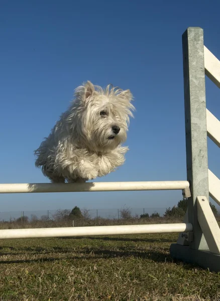 Saltando westie —  Fotos de Stock