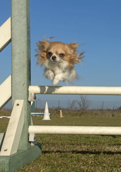 Hoppende chihuahua – stockfoto