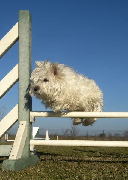 Saltando westie — Fotografia de Stock