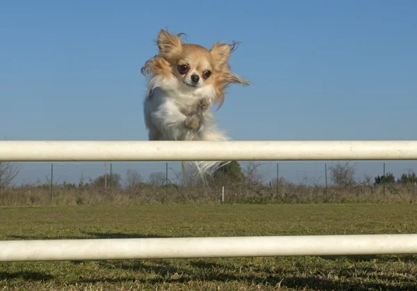 Jumping chihuahua — Stock Photo, Image