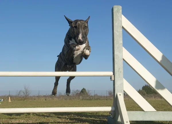 Skaczący bull terrier — Zdjęcie stockowe