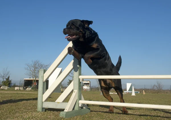 Hoppande rottweiler — Stockfoto