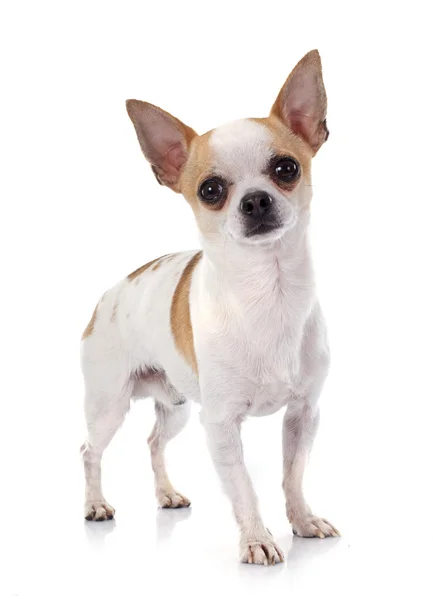 Młody chihuahua — Zdjęcie stockowe