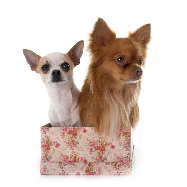 Chihuahuas — Stockfoto