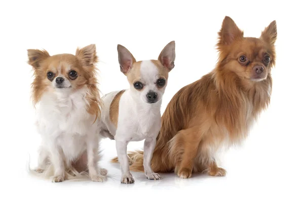 Chihuahuas jóvenes — Foto de Stock