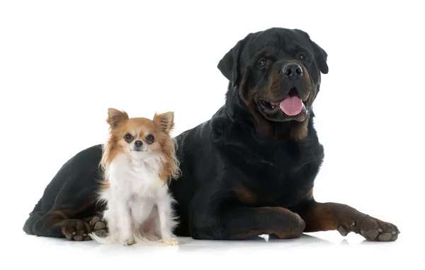 Young chihuahua and rottweiler — Stock Photo, Image