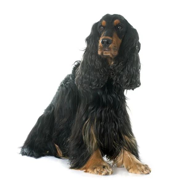 Cocker spaniel — Zdjęcie stockowe