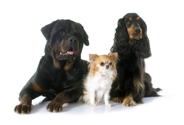 Три собаки — стоковое фото