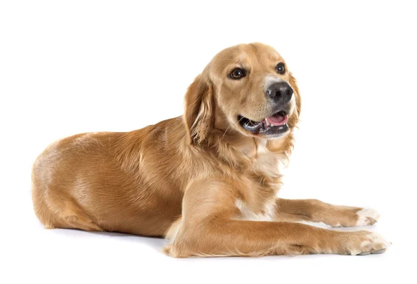 Young golden retriever — Stock Photo, Image