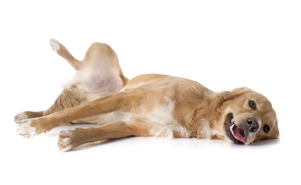 Tired golden retriever — Stock Photo, Image