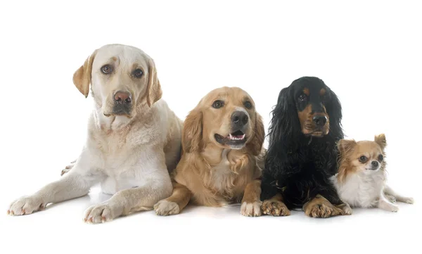 Four dogs — Stock Photo, Image