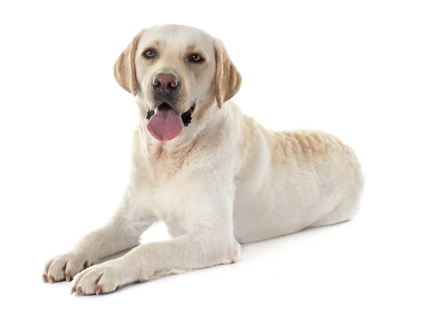 Labradorinnoutaja — kuvapankkivalokuva