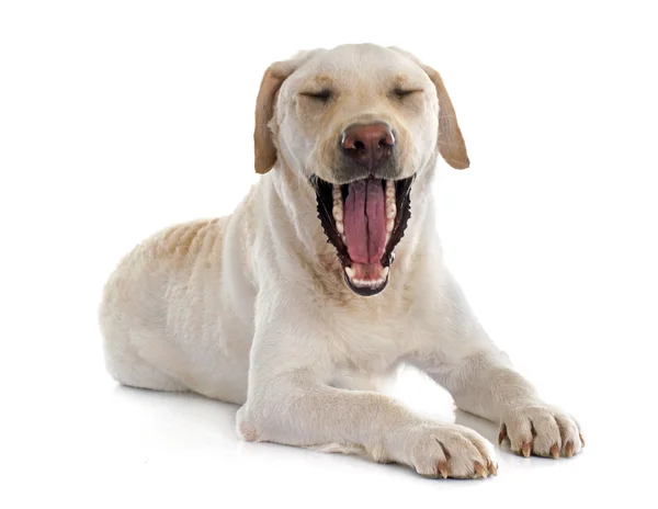 Labrador retriever jaw — Stock Photo, Image
