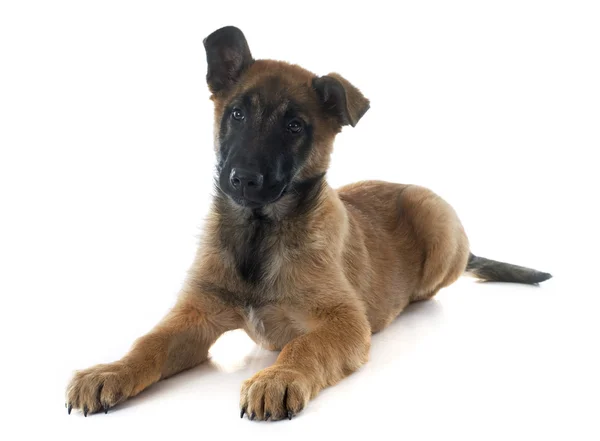 Cachorrinho malinois — Fotografia de Stock