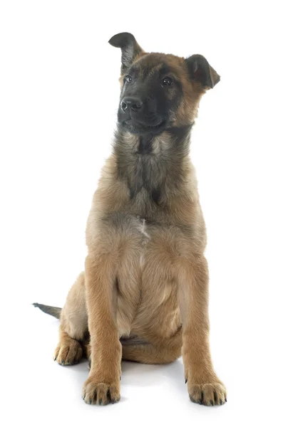 Puppy malinois — Stock Photo, Image