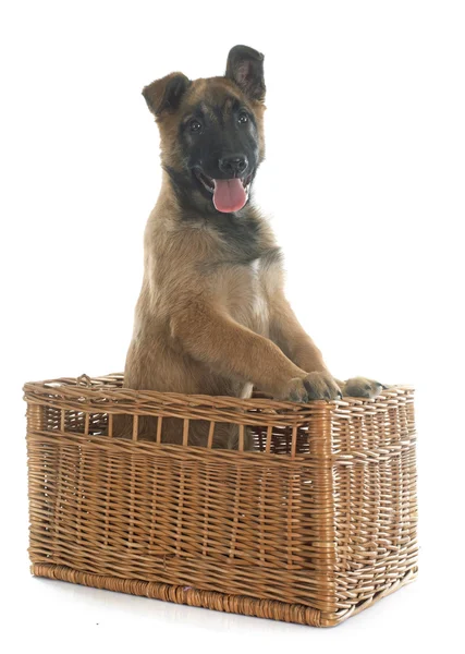 Puppy malinois — Zdjęcie stockowe