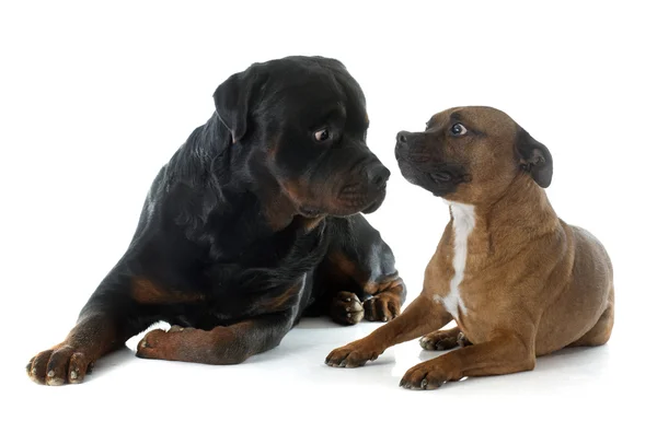 Staffordshire bull terrier and rottweiler Royalty Free Stock Photos