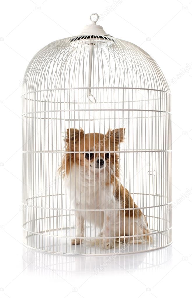 young chihuahua in cage