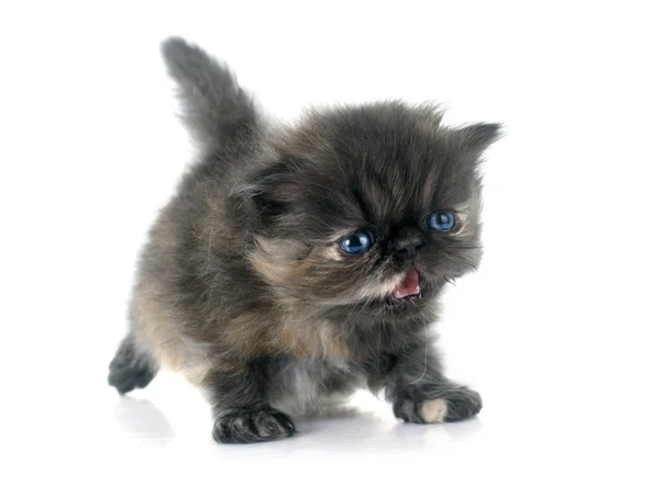 페르시아 새끼 고양이 — 스톡 사진