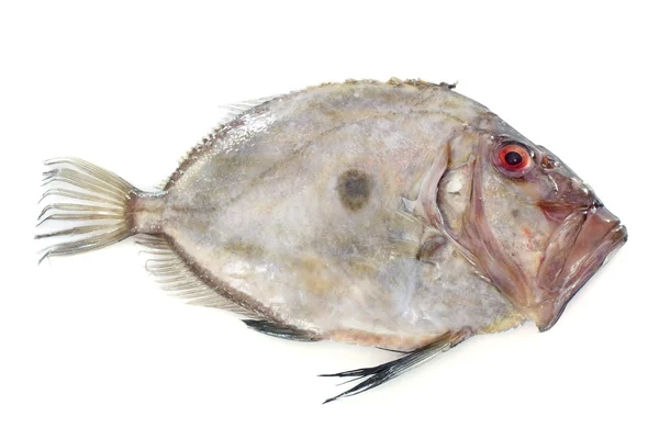 Zeus Faber pesce — Foto Stock
