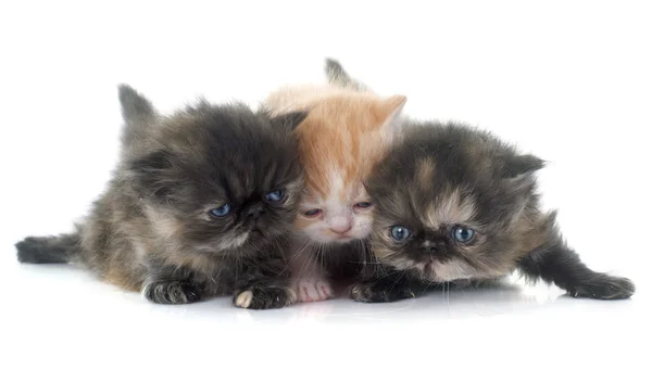 Persisk kattunge — Stockfoto