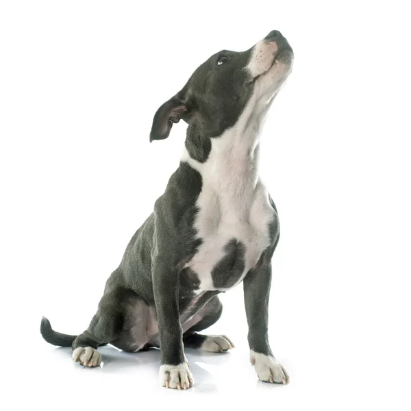 Cachorro staffordshire touro terrier — Fotografia de Stock