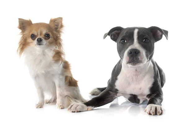 Wto puppies — Stock Photo, Image