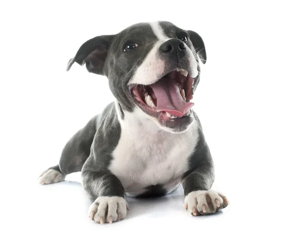 Welpe Staffordshire Bullterrier — Stockfoto