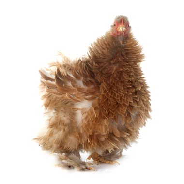 Pekin ufak tefek