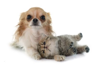yavru kedi egzotik stenografi ve chihuahua