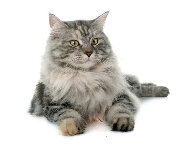 Maine coon cat — Stock Photo, Image