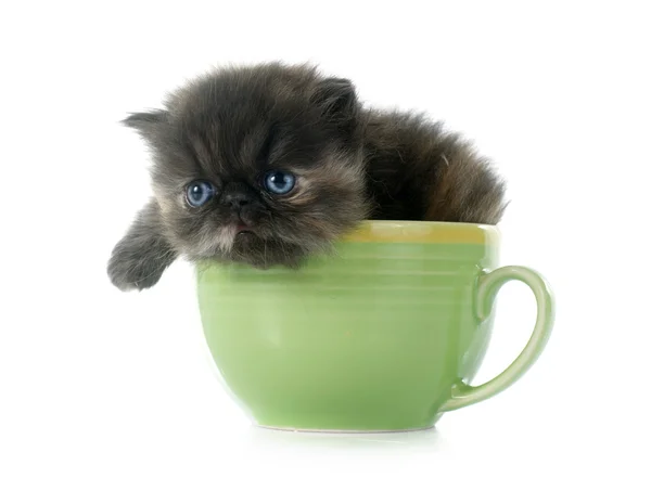 Persian kitten — Stock Photo, Image