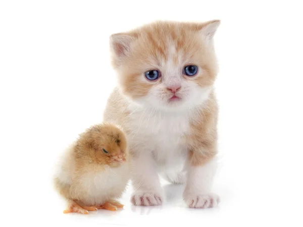 Перський кошеня і пташеня — стокове фото