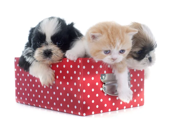 Puppy, kitten and chick — Stock Photo, Image