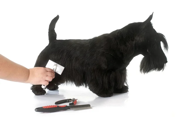 Schottischer Terrier — Stockfoto