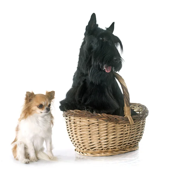 Terrier scozzese e chihuahua — Foto Stock