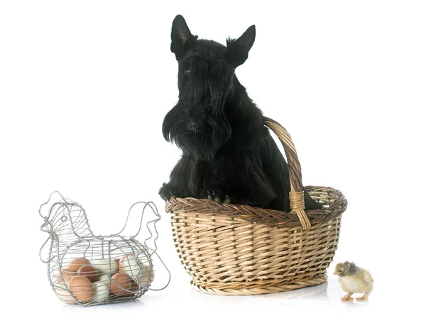 Schottischer Terrier und Huhn — Stockfoto