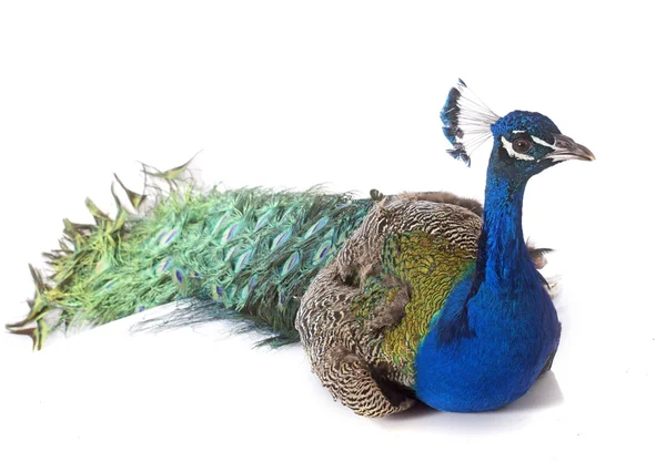 Peacock — Stock Photo, Image