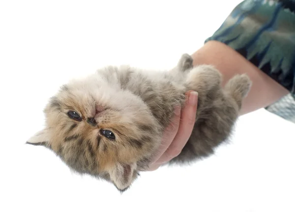 Kitten exotic shorthair in hand — Stock Photo, Image