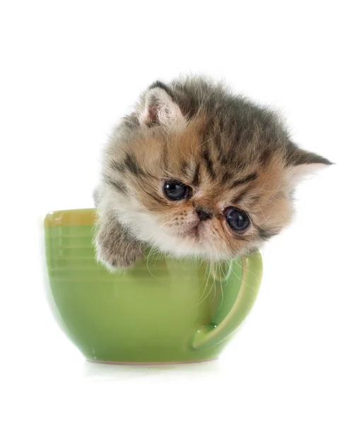 Gatito exótico taquigrafía en taza de té —  Fotos de Stock