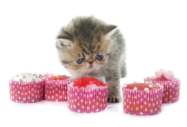 Kitten exotic shorthair and cupcakes — Stock Photo, Image