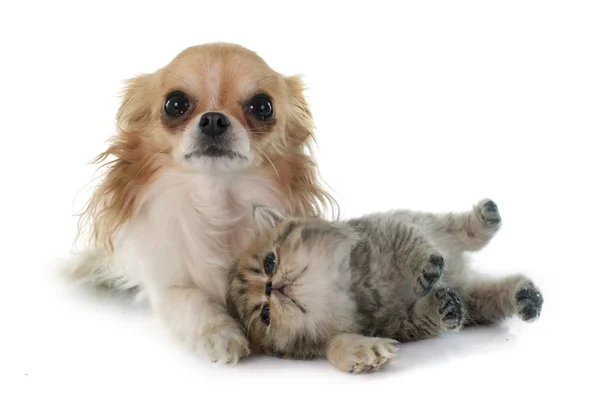 Kitten exotic shorthair and chihuahua — Stock Photo, Image